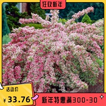 Flower-leaf Golden Leaf purple-Leaf Brocade flower hardy flower shrub Samsung Gardeners Garden
