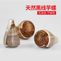 Natural conch shell black thread Cono fish tank decorations landscaping creative ornaments Corn snail aquarium furnishings