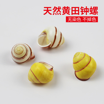Natural conch shell yellow field Bell snail fish tank landscape collection specimen right-handed snail hermit crab house replacement shell
