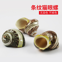 Natural conch shell hermit crab replacement shell striped cats eye green snail fish tank landscape King Kong snail water Family Decoration