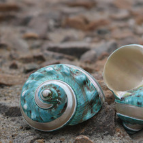 (snail fish art) natural shell large conch green snail shell sky sea snail shell coral hermit crab shell