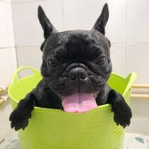 Dog bath tub Large dog pet bath tub Foldable Swimming pool bathtub Dog bath supplies