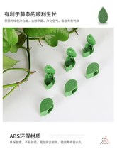 Green Laura Flowers climbing wall fixing Divine Instrumental Carriage Without Mark button Vine Plant Climbing Wall Hook Fixed Clip