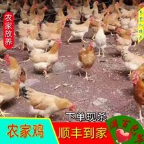 Meizhou Dapu farmyard chicken stocking native chicken Castron chicken free-range chicken mountain chicken fresh ● Only hair Guangdong