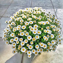 Small daisy simulation flower chamomile silk flower living room decoration photo photography props set fake flower table flower art