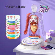 Scientific canned human anatomy model organ detachable childrens teaching toy our body voice Encyclopedia