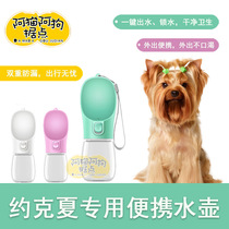 Yorkshire dog out kettle pet outdoor accompanying water Cup Yorkshire dog walking dog drinking water fountain