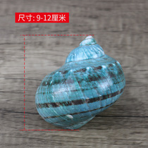 * Natural conch shell polished green snail oversized 9-12cm fish tank landscaping ornaments direct supply
