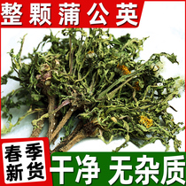 Dandelion wild with root dandelion tea dry fresh female herbal herbs