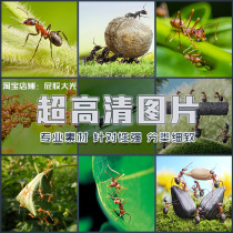 Super high-definition picture ant worker ant black ant young ant creative small insect wild ant colony animal world material
