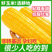 Northeast glutinous sticky corn 10 sticks vacuum packed ready-to-eat fresh sweet yellow sticky corn kernels Non-GMO fertilizer reduced meal corn