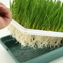 Hydroponic cat grass Cat snacks Soilless cultivation pot Cat wheat grass helps digestion and cleans the mouth Cat grass cultivation set