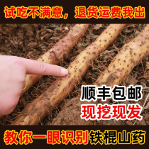 Authentic Henan Jiaozuo Wenxian Baotu iron Huai Shan medicine Tie Gui Huai Yam 5 pounds of specialty iron stick yam fresh