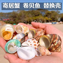 Home crab shell replacement shell Three lakes Ciocy snapper fish roll befish special screw shell Shell Fish Tank Adornment