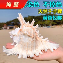 Thousand-hand snail chrysanthemum snail natural conch shell fish tank decoration aquarium landscape Mediterranean style small ornaments