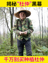 Eucommia pheasant wild Chinese herbal medicine old tree thick bark 250g can be used with Morinda officinalis Dodder