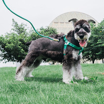 Pet Chest Vest Type Dogs Traction Rope Dog Chain Dog Chest Vest Type Small Mid Sized Dog Walking Dog Rope Pet Supplies