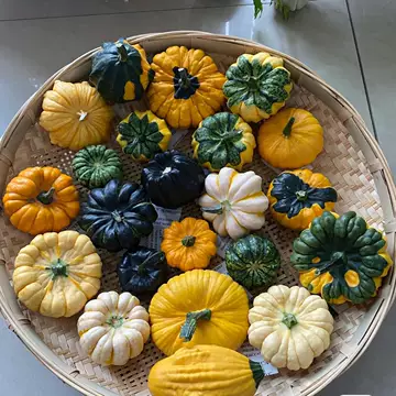 墨西哥葫芦南瓜七彩疙瘩文玩花材摆盘-墨西哥葫芦南瓜七彩疙瘩文玩花材