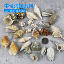 Natural shell conch Dongfeng snail fish tank landscaping furniture decoration ornaments bandit snail a catty factory direct sales
