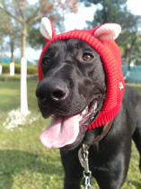 Pet hat dog scarf hat winter large dog cute wool thread warm Labrador golden retriever big dog hat