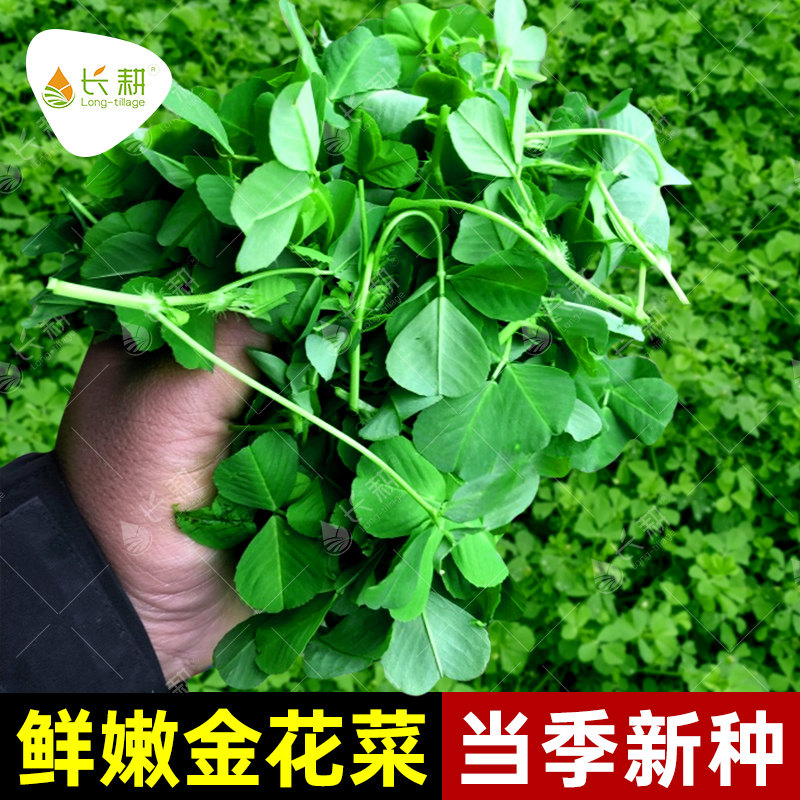 四季黄花菜种子-四季黄花菜种子促销价格、四季黄花菜种子品牌- 淘宝