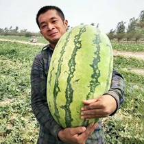 Golden City No. 5 Sweet King Watermelon Seed Seed with High Producing Black Piking Xin Fruit Giant Super Lazy Four Seasons