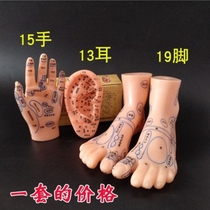 Foot model human parts acupoint model ear ear hand Palm hand hand back foot lettering plate set