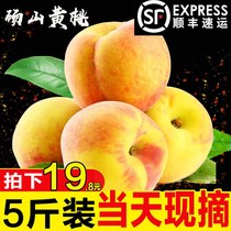  SF delivery(picked on the same day) Dangshan 83 yellow peach with box 5 kg 10 kg fresh peach fruit in season