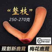 Fresh plum blossom deer fluffy slices whole root pruning fresh blood traditional Chinese medicine sparkling wine medicinal herbs special gift box whole red powder