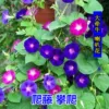 Товары от 海贼大人旗舰店