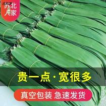 Rice dumplings rice dumplings Glutinous Rice Dumplings Now Large Bamboo Leaves Reed Tefoliate Leaves Fresh and large off big numbers Non-stock