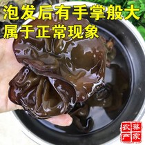 White-backed fungus Rootless hairy fungus dry goods ground ear crisp fungus northeast thick black fungus dry hot pot fungus