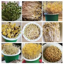 大容量多层实用耐用成长简约豆芽机简易豆子豆芽机家用小型绿豆芽