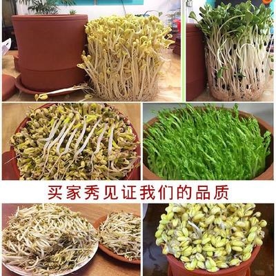 小型芽苗菜豆生豆芽新款生豆芽罐容器环保发豆芽机器催芽工具创意