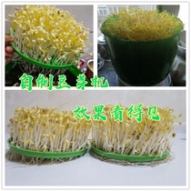 Mute Raw Bean Sprout Basin Germination Machine Small Multilayer Special Bean Sprout Machine Home Fully Automatic Homemade Indoor Constant Temperature
