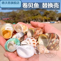 Hermit Crab Shell Replacement Shell Three Lake Cichlid Fish Roll Fish Special Snail Shell Fish Tank Decoration Landscape