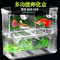 Tropical fish incubator box aquarium isolation box guppies breeding box small fish hatching spawning room extra large isolation box