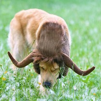 The Pet Costume Cosplay Cat Dog Bull Horn Wig dog Dogs Dogs