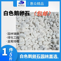 White pebbles snowflowers white withered landscape white mechanism pebbles potted fleshy Pasteles