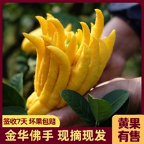 Jinhua bergamot Citron small bergamot fresh fruit bergamot fresh golden bergamot ornamental clear with branches