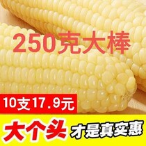 (Sweet waxy corn) Northeast sticky corn sweet corn farmers self-planted vacuum packaging coarse grains yellow glutinous sweet corn