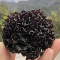 God Farmshelf Wild No Sulphur Blood Ear Natural Blood Fungus Silver Ear Drug Ear 100G Special Rare Treasures Dry Stock Blood Ears