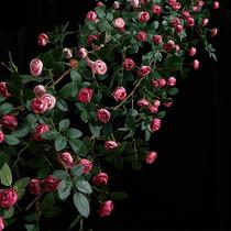 Simulation rose vine fake flower rattan air conditioning pipe blocking wall ceiling decoration plastic plant vine winding