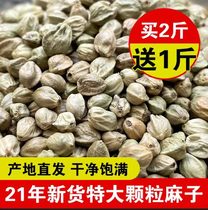Gansu Tenjin Tianshui Fragrant Hemp people eat fiery hemp big grains New goods Sesame Seeds with Sesame Seeds Fire and Hemp Seeds