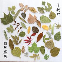All kinds of leaves and leaves bookmarks diy real leaves kindergarten handmade material package