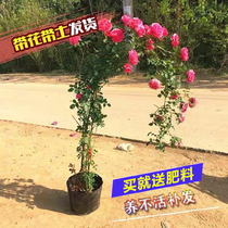 Fuji Monthly Flowers Flower Garden Plants Interior Flowers Pot Roses Climbing the Rose with Flowers