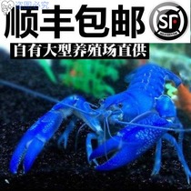 Water Race Shrimp Freshwater Blue Lobster Pet Shrimp Blue Shrimp Live Sky Blue Magazon Shrimp Blue Lobster Ornamental Shrimp
