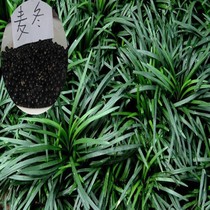 Seed lawn leaves four seasons of evergreen wheat herbs plants large leaves winter wheat winter and winter grass seeds