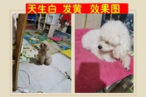 Pet dog dog cat tear stain removal powder hair whitening agent bleaching yellow removal dirty removal urine removal beard whitening and white dyeing