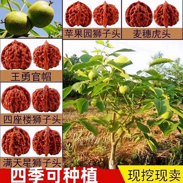四座楼文玩核桃苗-四座楼文玩核桃苗促销价格、四座楼文玩核桃苗品牌- 淘宝
